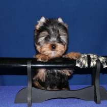 Маленький мальчик Йоркширского терьера, в Москве