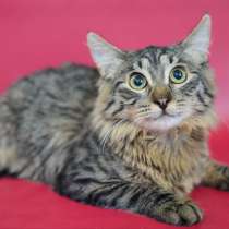 Очаровашка Лёвушка в поиске дома, в Москве