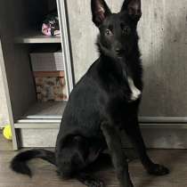 Ищем дом изящной красотке Джесси, в Москве