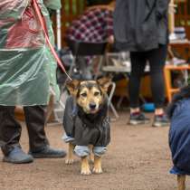 Красивая собачка размером с таксу, в Санкт-Петербурге