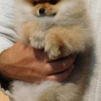 Померанский шпиц. Мини мишка. Orange, в г.Берлин