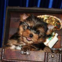 Щенки Йоркширского терьера. Миниатюрная девочка, в Москве