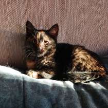 Пушистая мечта: маленькая красавица ищет дом, в Санкт-Петербурге