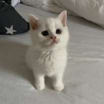 BKH Katze, Котенок британской короткошерстной, 2,5 мес, в г.Нинбург