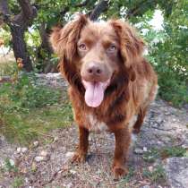 Небольшой пес шоколадного окраса, в Санкт-Петербурге