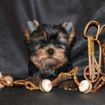 Четырёхмесячный небольшой мальчик Йорк, в Москве