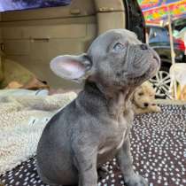 Французский бульдог. Lilac, в г.Берлин
