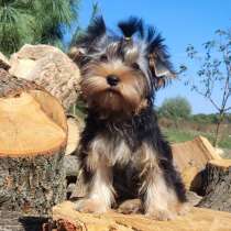 Йоркширский терьер, в г.Гамбург