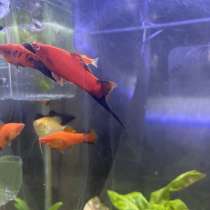 Меченосец малек, в Горно-Алтайске