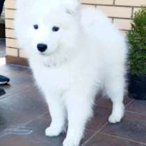 Самоед. Boy, в г.Мюнхберг