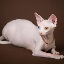 Котёнок Эльф, бамбино, двэльф, сфинкс, в Екатеринбурге