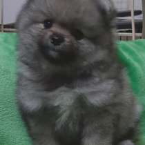 Померанский шпиц, в г.Франкфурт-на-Майне