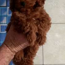 Poodle. Red brown boy, в г.Берлин