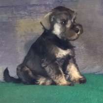 Цверг шнауцер. Перец с солью, в г.Ahrensfelde