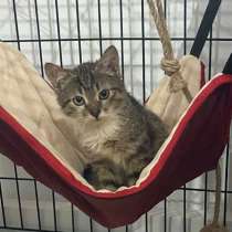 Чудные котята Веснушка и Варежка, в Санкт-Петербурге