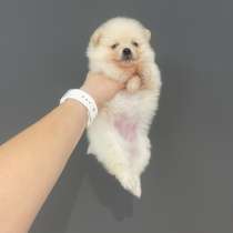 Шпиц, в г.Герсфельд