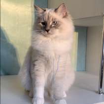 Невские маскарадные котята, в Нижневартовске