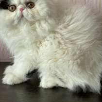 Питомник предлагает котят, в г.Чарлстон