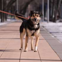 Арчи - умный пёс с непростой судьбой в добрые руки!, в Москве