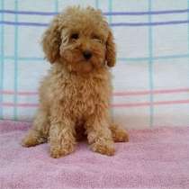 Мальтипу F - 2. Мини, в г.Берлин