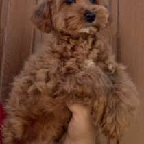 Maltipoo. Boy, в г.Мариенберг