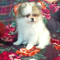 Померанский шпиц. Пати - колор, в г.Франкфурт-на-Майне