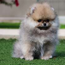 Щенки разных пород, в г.Белград