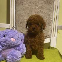 Poodle teacup - toy. Red girl and boy, в г.Берлин