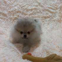 Pomeranian spitz. Mini boy's, в г.Мюнхен