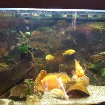 Продаётся Аквариум, в Москве