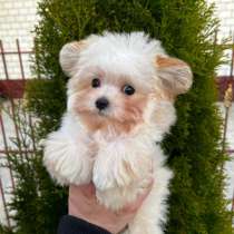 Maltipu, в г.Берлин