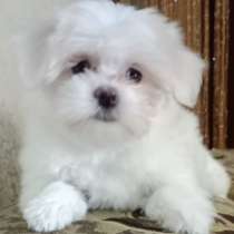 Мальтезе, в г.Бремерхафен