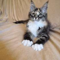 Cat meine Coon, в г.Callicoon