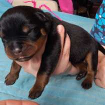 Щенки ротвейлера из питомника Из Дома Торра, в Москве