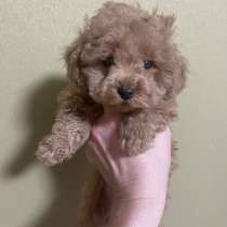 Мальтипу F - 1. Мини, в г.Франкфурт-на-Майне