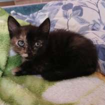 Двуликий котенок ищет дом, в Санкт-Петербурге