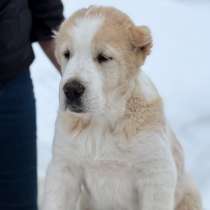 Среднеазиатская овчарка алабай, в Москве