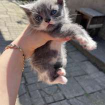 Котята в добрые руки, в Краснодаре
