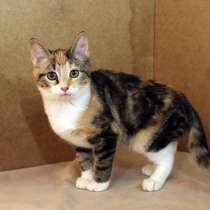 Хорошенькие котята со всеми прививками, в Санкт-Петербурге