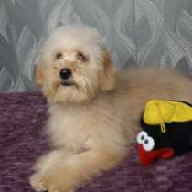 Пудель, в г.Берлин