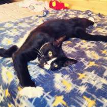 Смешной и очень веселый котенок, в Санкт-Петербурге