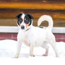 Молодой активный Бадди в добрые руки!, в Москве