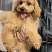 Мальтипу F - 1. Мини, в г.Berg