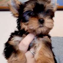 Йоркширский терьер. Мини, в г.Мюнхен