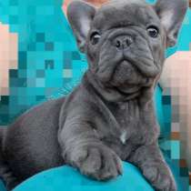 Французский бульдог. Blue, в г.Берлин