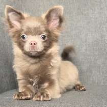 Чихуахуа. Lilac, в г.Берлин