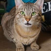 Наимилейший котик Матис ищет любящего хозяина!, в Москве