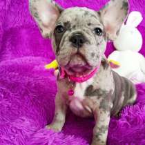 French bulldog. Blue merle girl, в г.Кёнигштайн