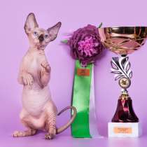 Гуманоид? Котёнок Эльф, бамбино, двэльф, сфинкс!, в Ярославле