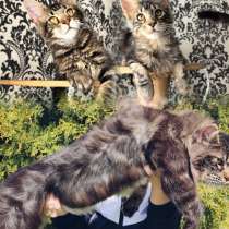 Котята мейн-кун, в г.Белоозерск